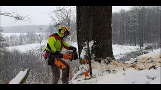 Těžba buku. Beech tree felling