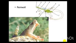 Різноманітність травних систем