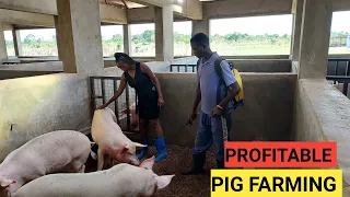 How To SUCCEED In PIG Farming Business As A BEGINNER! ( DETAILED )