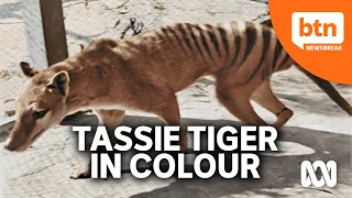 First Ever Look at Tasmanian Tiger in Colour