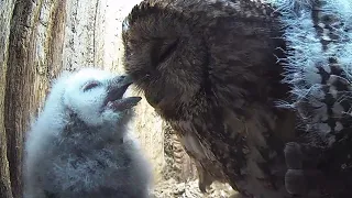 Tawny Owlets Flex Wings | Luna & Bomber | Robert E Fuller