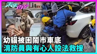 東張西望｜幼貓被困鬧市車底，消防員與有心人設法救援，市民圍觀打氣，場面有愛！｜TVBUSA｜民生