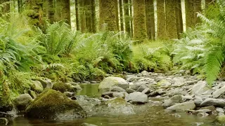 SOOTHING NATURE SOUNDS, BIRDS SINGING, RELAXING SOUND OF THE STREAM, RELAXING SOUNDS OF THE FOREST