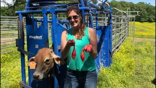 Castrating, vaccinating, and weaning calves.  Turning out the bull for breeding.