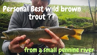 The Best Brown Trout of the season - already!!