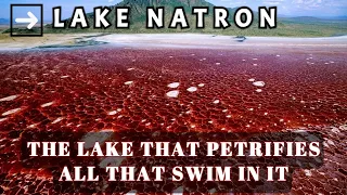 LAKE NATRON THE LAKE THAT PETRIFIES ALL THAT SWIM IN IT | Lake Turns Animals into Stone | Science