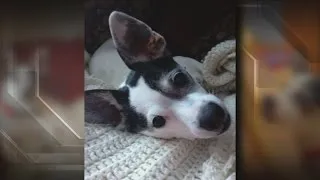 Mequon dog killed by coyote