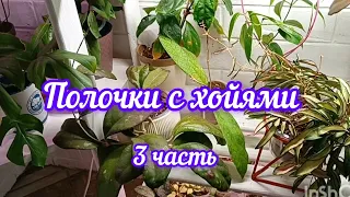 хойи на полочках (3 часть)