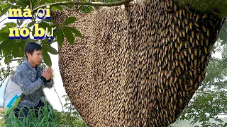 #696. Chinh Phục Tổ Ong Khổng Lồ HÃI HÙNG Trên Cây Gòn. conquering the hive of beehives very fierce