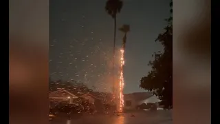 Palm tree catches fire after being struck by lightning in Arizona