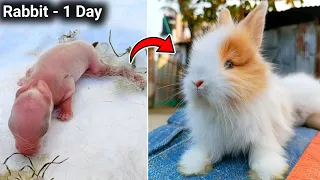 The Cutest Baby Rabbit Growing Up | Newborn Baby Rabbit 1 To 16 Day - Animal Growth