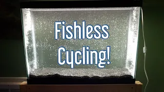 Fishless Cycling an Aquarium