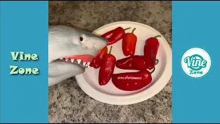 Funny Shark Puppet TikTok Videos Compilation 2021✔