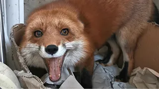 Fox hides an egg (turn the volume down)