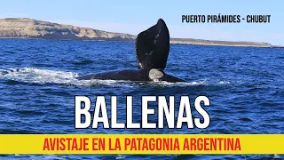 🐋 Ballenas: asi se ven en la Patagonia Argentina 🇦🇷