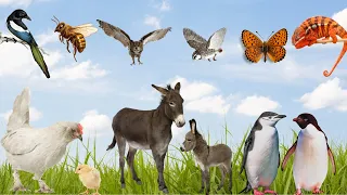 Interesting animals around us: Fish, Owl, Penguin, Dog, Polar bears, Camel, ...