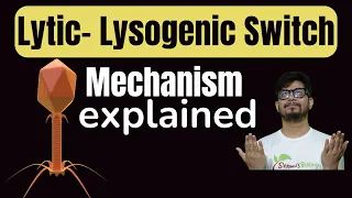 Lytic lysogenic switch | Molecular switch between lytic cycle and lysogenic cycle | lambda operon