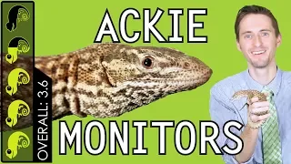 Ackie Monitor, The Best Pet Lizard?