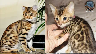 Bengal Cat Price | Bengal Cat Breeds | Bengal Kittens