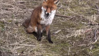 A Jack Russell Terrier meets a Fox