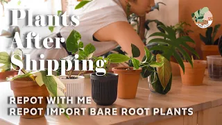 Repotting Plants After Shipping | Rehab Bare Root Plants Planting Care Guide