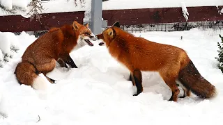 Две рыжие лисички играют в снегу