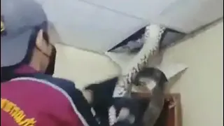 Huge Snake Extracted From Ceiling In Hair-Raising Video