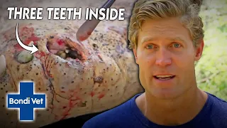 Vet Removes 3 TEETH That Got Trapped In Crocs Mouth | Bondi Vet