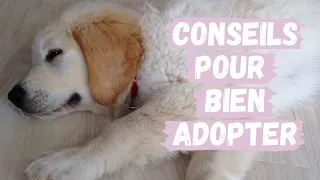 Tout ce qu'il faut savoir avant d'adopter un chiot 🐶