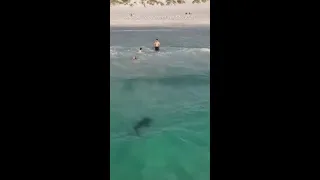 Horrifying moment tiger shark swims close to family at Perth beach
