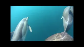 Black Sea common dolphins, Dephinus delphis ponticus