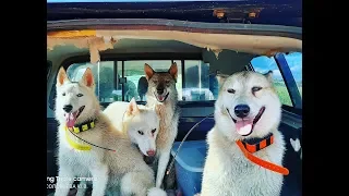 На речку с лайками и щенками.Перехват.