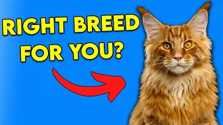 Is The MAINE COON The Right Breed For You? Find Out Now!