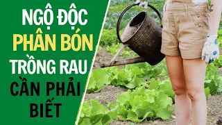 Trồng rau cần phải biết để tránh ngộ độc phân bón || Nhận biết rau bị ngộ độc phân bón || trồng rau