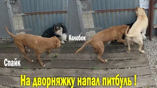 Нападение питбуля на собаку !! Спайк кинулся на Колобка !!