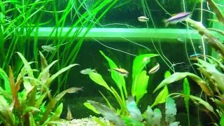 Blue Emperor Tetras take over