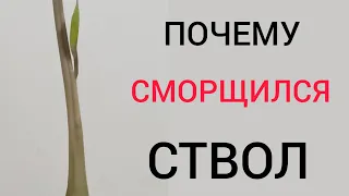 СМОРЩИЛСЯ 😱 СТВОЛ у замиокулькаса. Причины. Что делать?