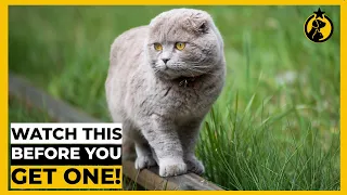 5 Things You MUST KNOW Before Getting a Scottish Fold