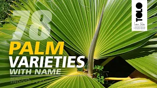 Palm Varieties with name || Beautiful Indoor Palms | Types of Palm Trees
