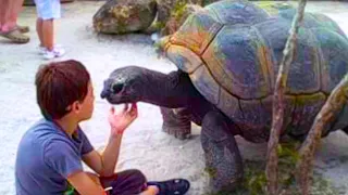 20 Turtles You Won’t Believe Actually Exist #2