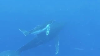 Humpback Whales Of Eua Island, Tonga