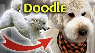 Your POODLE can be GROOMED like a DOODLE-Learn How
