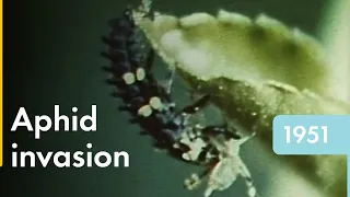 Green Apple Aphid | Shell Historical Film Archive