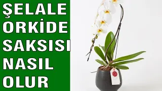 Şelale orkide saksısı nasıl olmalıdır ???Phalaenopsis orchids