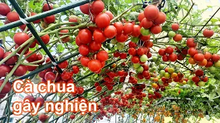 Phần 1: Trồng cà chua Bạch Tuộc | Làm đất, gieo hạt, khoanh gốc | Bà Lan - Nông dân sân thượng #45