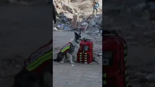 ¡Lomitos salva vidas! Perros rescatistas mexicanos buscan a sobrevivientes en Turquía #shorts