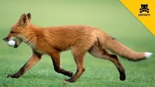 A Fox Steals A Man's Golf Ball And Has The Time Of His Life!