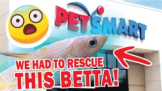 I RESCUE A BETTA FISH FROM PETSMART