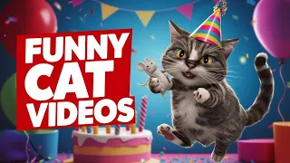 Funniest Cat videos Of 2024#youtubeshorts #cat#funnycatmoments