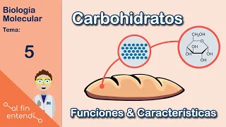 ¿Qué NECESITAS saber sobre los carbohidratos? "Azúcares"